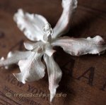 マイケルミショー ブローチ 　蘭ランの花