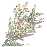 マイケルミショー ブローチ 真珠のコーラル 再販