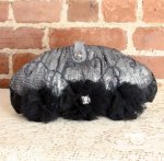 SANTI サンティ クラッチ グレー （ワイド型）