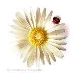 デイジーのお花ブローチ 象牙アイボリーてんとう虫