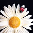 （画像用） アイボリー　花ブローチ デイジー　てんとう虫