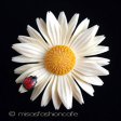 （画像用） アイボリー　花ブローチ デイジー　てんとう虫
