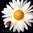 （画像用） アイボリー　花ブローチ デイジー　てんとう虫