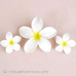 ハワイのお花　 プルメリア　セット
