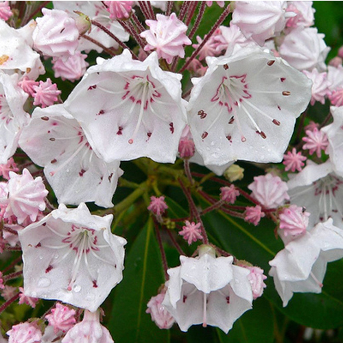 （画像用） マイケルミショー ピアス 　シャクナゲのつぼみ