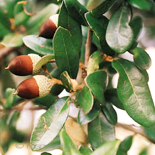 （画像用） マイケルミショー　樫の木 どんぐりの葉のバングル